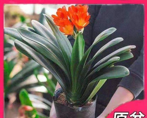 室内君子兰小绿植开花周期是多久？