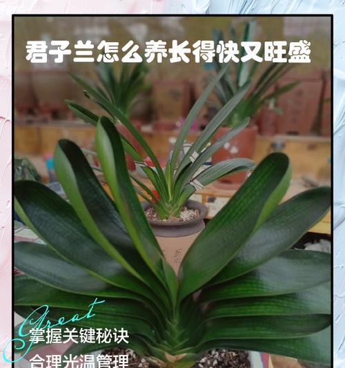 君子兰腐叶土施肥的最佳方法是什么？