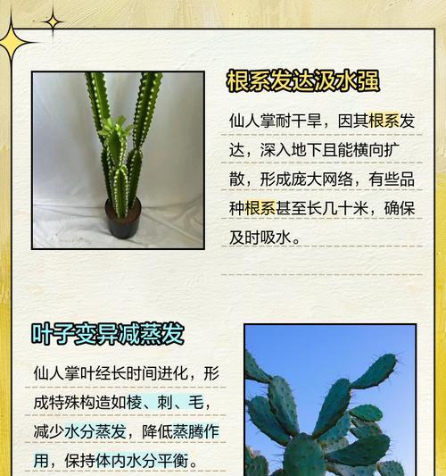 仙人掌树的正确浇水和养护技巧是什么？