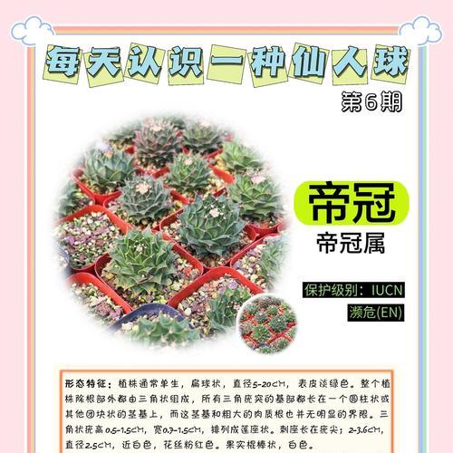 立花黑喉仙人球的养殖方法和注意事项？
