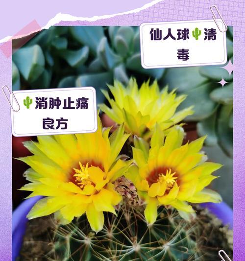立花黑喉仙人球的养殖方法和注意事项？