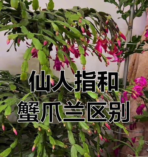 仙人掌花与红花的区别及养护方法？