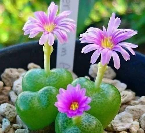 仙人掌花与红花的区别及养护方法？