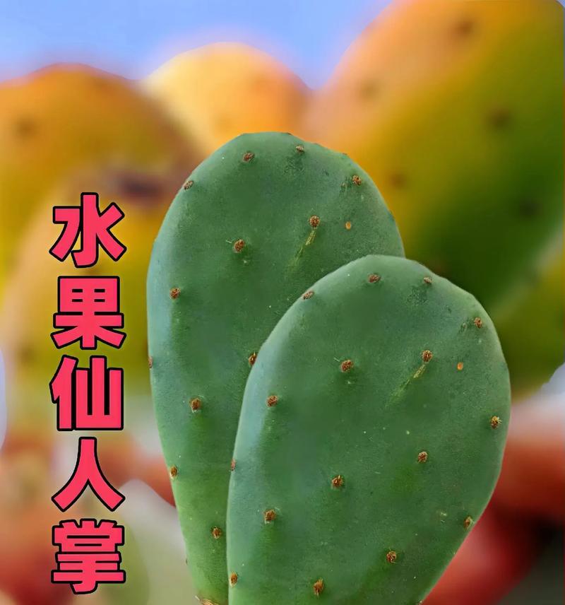 仙人掌花与红花的区别及养护方法？