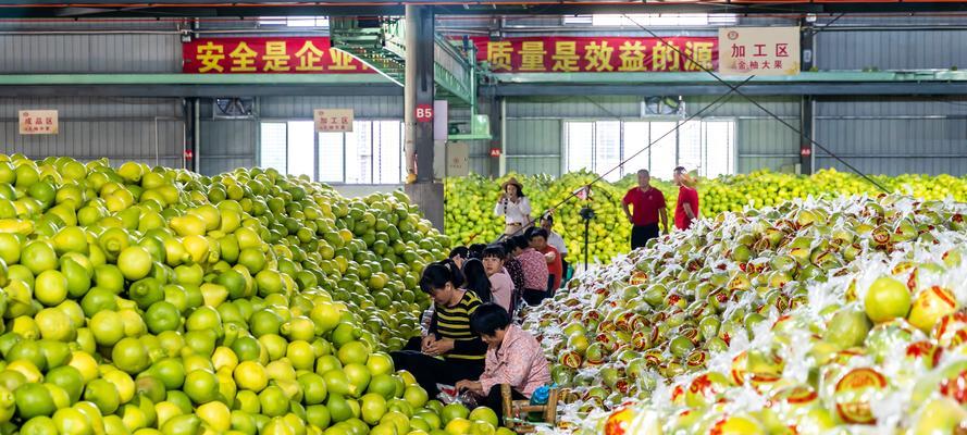 红黄紫果仙人掌的种植步骤是什么？