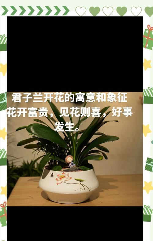 君子兰对阳光的需求及其养护方法？