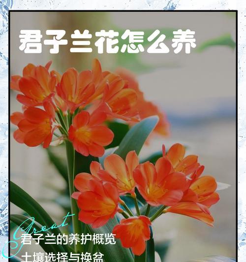 君子兰对阳光的需求及其养护方法？
