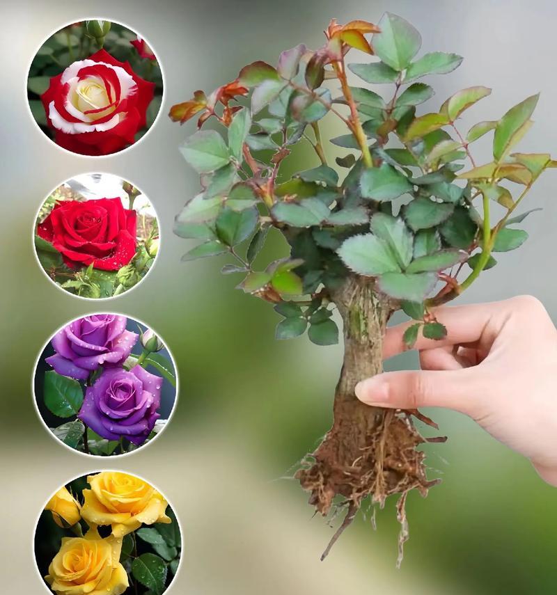 四季玫瑰的种植方法和技巧是什么？