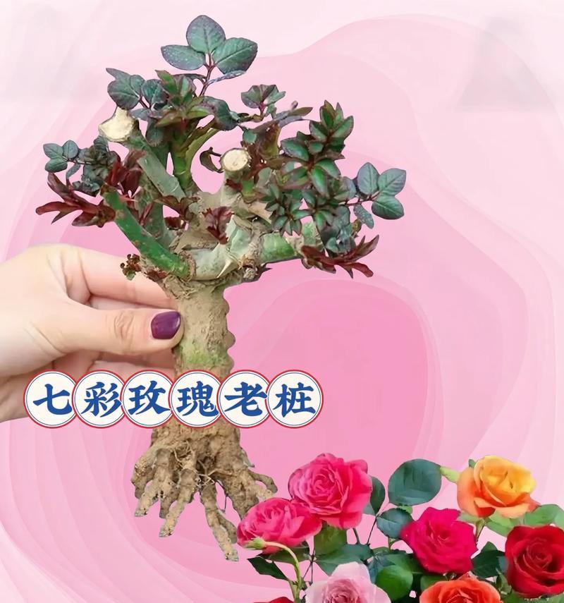 四季玫瑰的种植方法和技巧是什么？