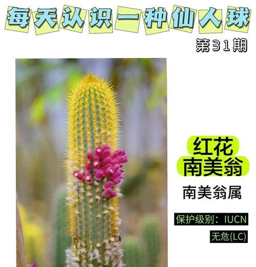 红花火焰仙人球的养护和管理要点？