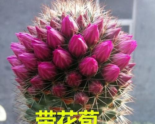 红花火焰仙人球的养护和管理要点？