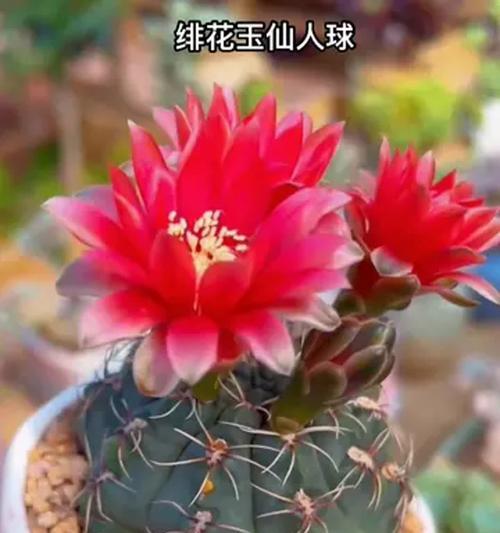 红花火焰仙人球的养护和管理要点？