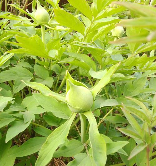 牡丹花苞多叶子问题的解决方法？