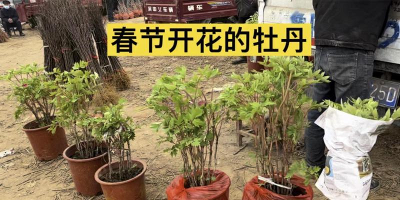 牡丹花苞多叶子问题的解决方法？