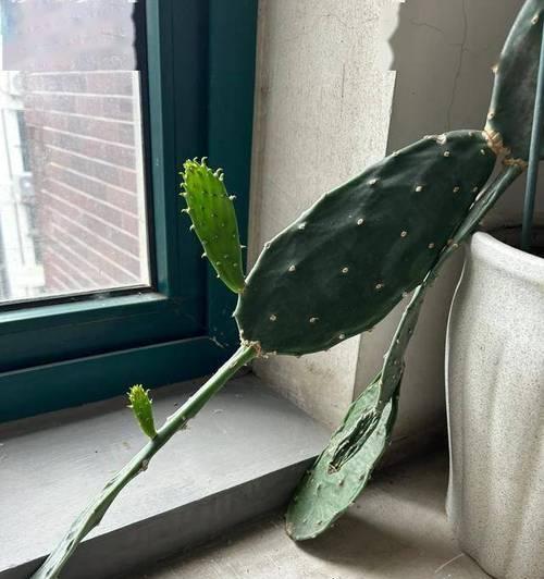 风干后的仙人掌如何正确种植？