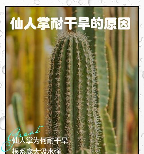 风干后的仙人掌如何正确种植？
