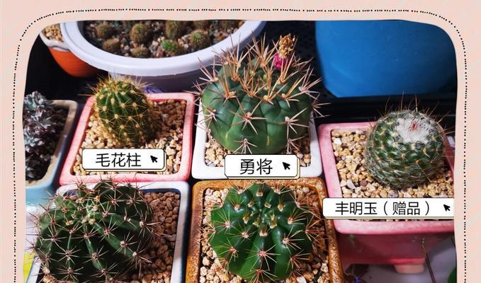 飞碟仙人球种植方法是什么？