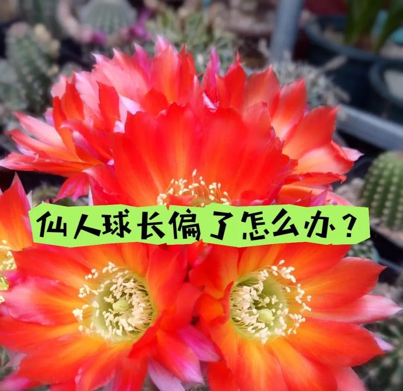 飞碟仙人球种植方法是什么？