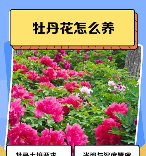 牡丹花冬季养护需要注意什么？