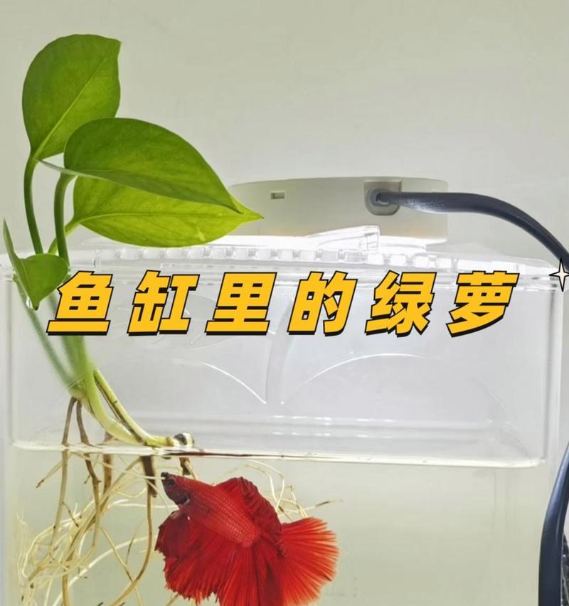 水培玫瑰花的理想水温是多少？