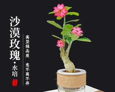 水培玫瑰花的理想水温是多少？