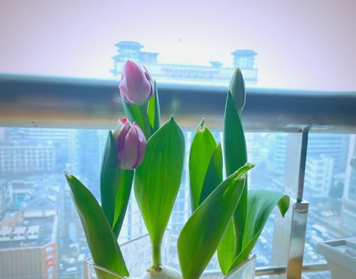 水培玫瑰花的理想水温是多少？