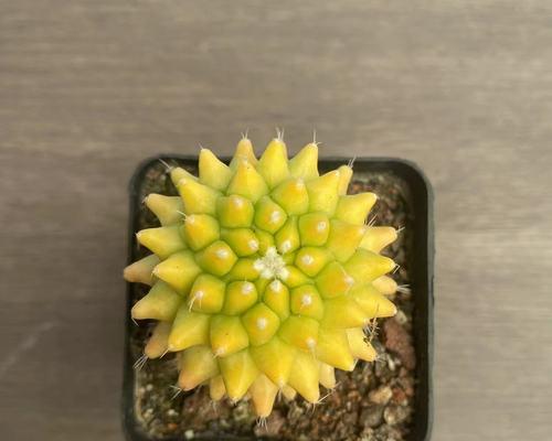 长期不开花的仙人掌原因何在？