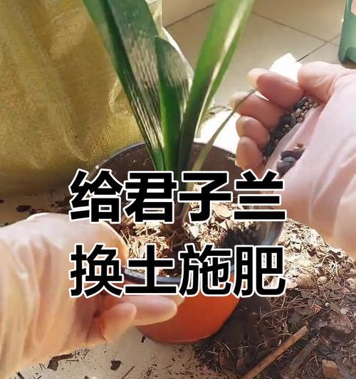 君子兰水培盆使用方法是什么？