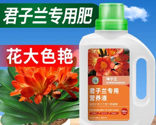 君子兰不开花时如何配制营养液？
