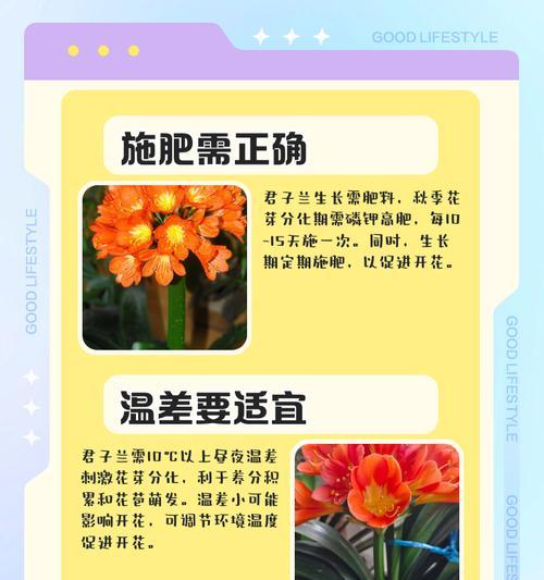君子兰不开花时如何配制营养液？