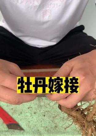 牡丹花嫁接小苗的养护管理方法是什么？