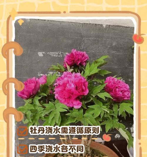 牡丹花嫁接小苗的养护管理方法是什么？