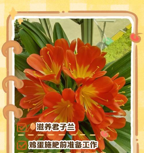 君子兰繁殖的正确方法是什么？