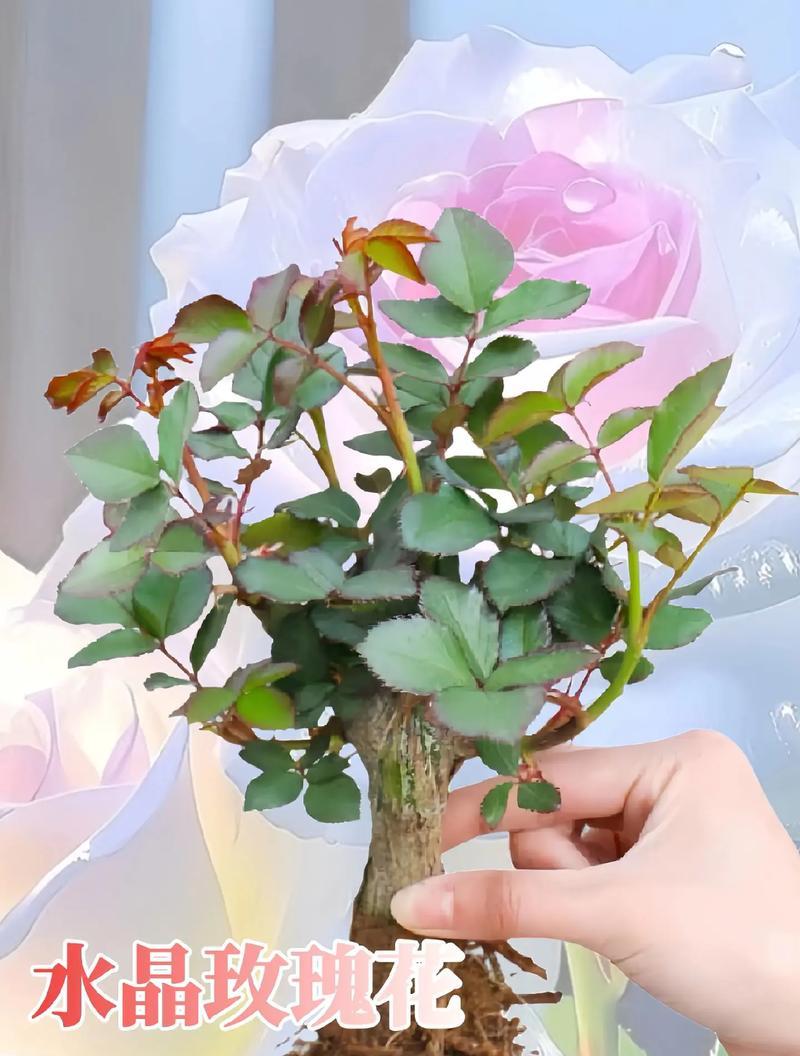 如何将多种玫瑰花插得美观？