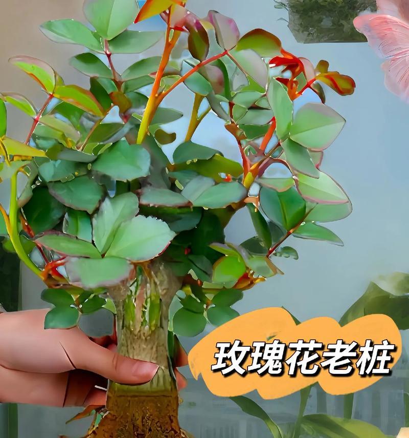 如何将多种玫瑰花插得美观？