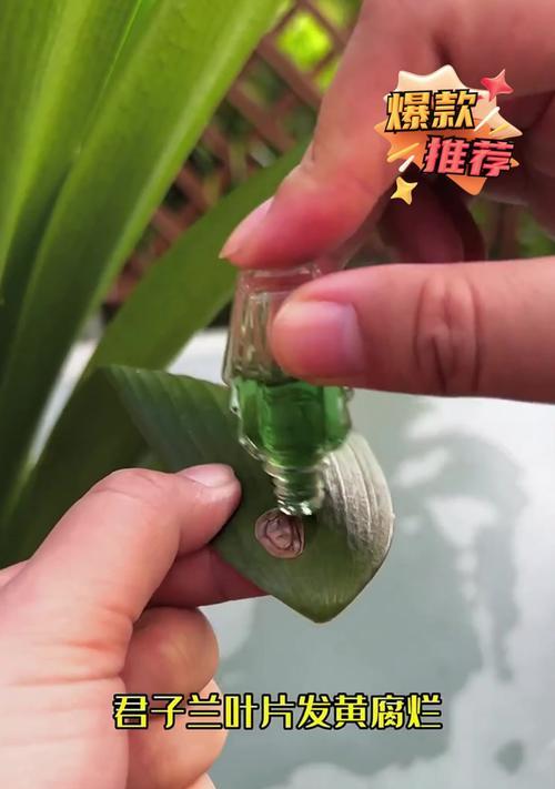 君子兰叶子发黄是什么病害？