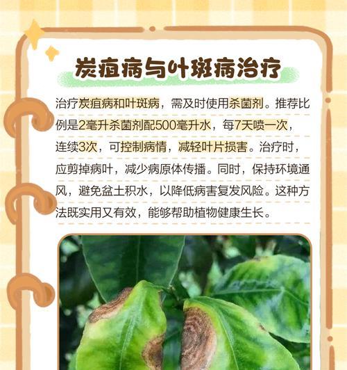 君子兰叶子发黄是什么病害？