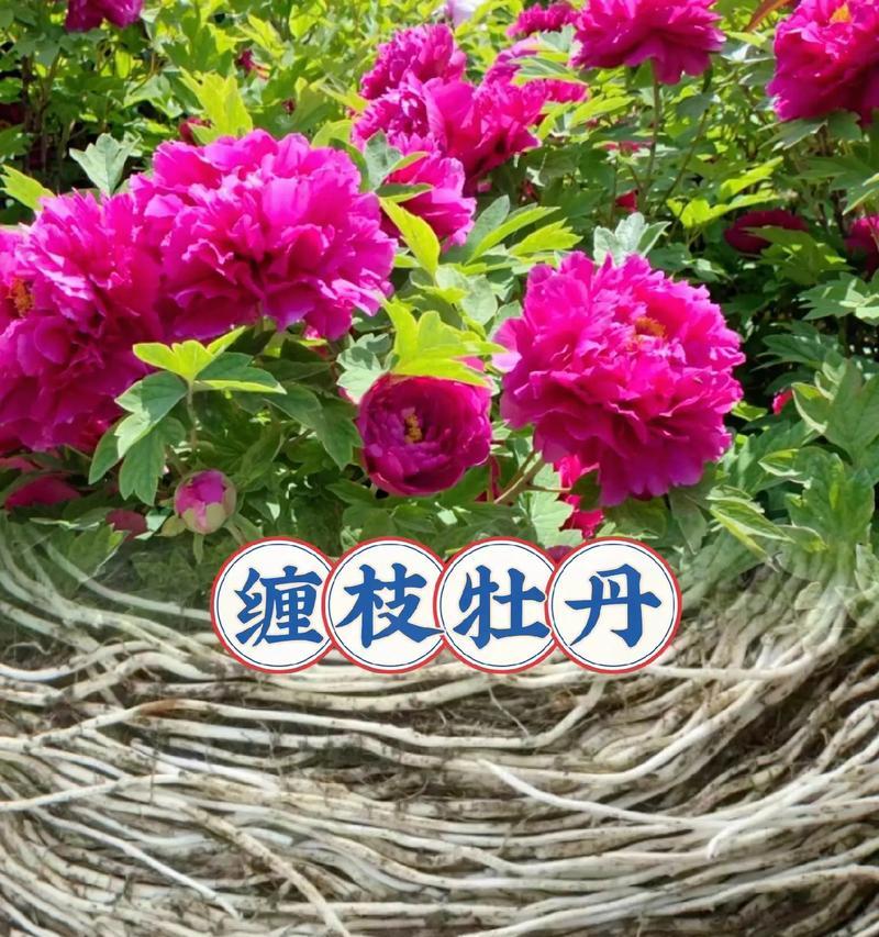 牡丹花长枝时应施用哪种肥料？