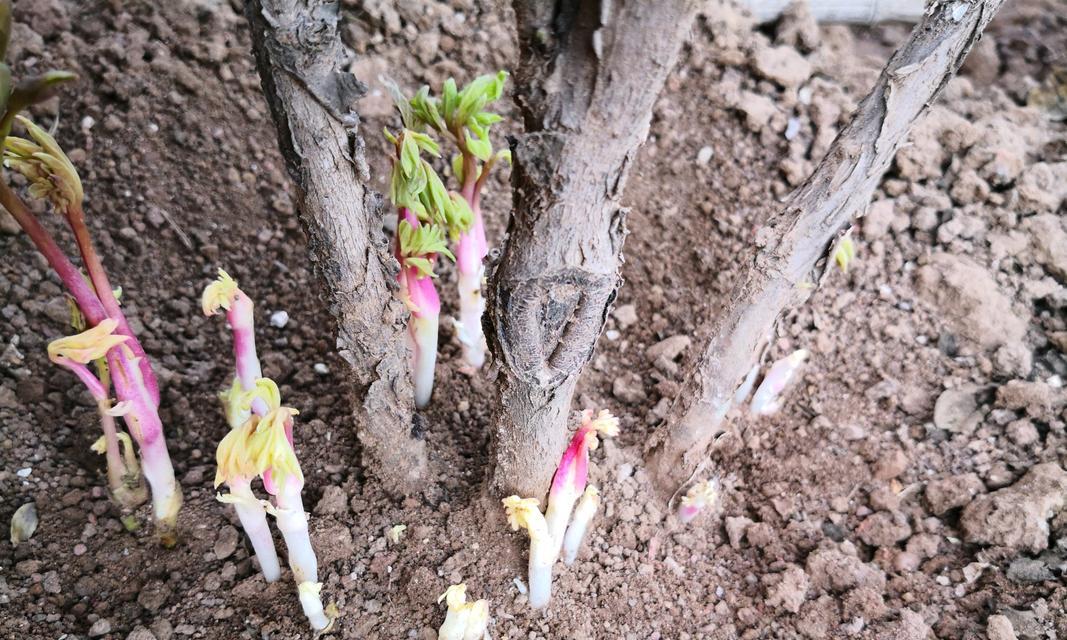 牡丹花长枝时应施用哪种肥料？