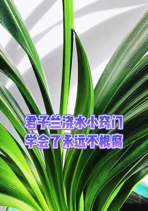 阳台君子兰盆栽的正确浇水方法是什么？