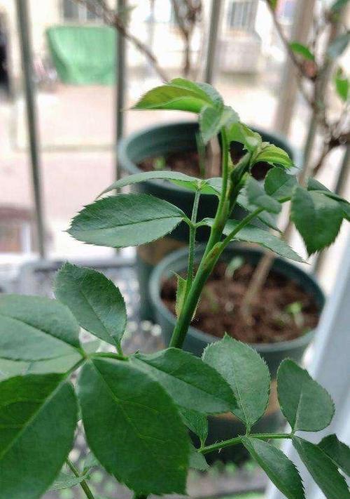 玫瑰花绿色枝条的养护技巧有哪些？