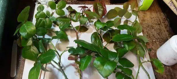 玫瑰花绿色枝条的养护技巧有哪些？