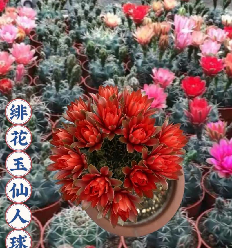 无刺仙人球花的养护管理方法是什么？