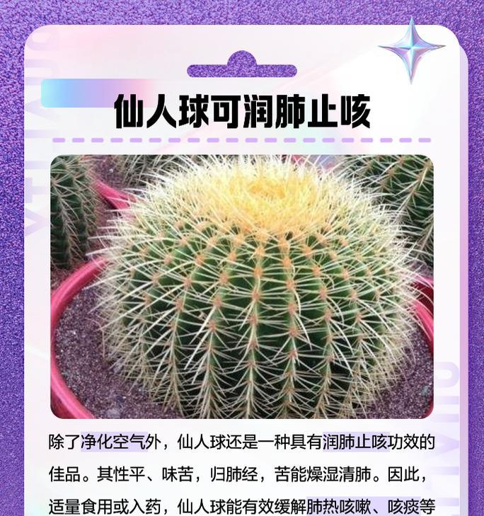 无刺仙人球花的养护管理方法是什么？