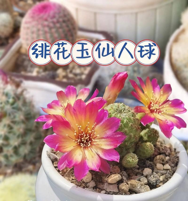 仙人球授粉蜜蜂参与吗？如何正确养护仙人球？