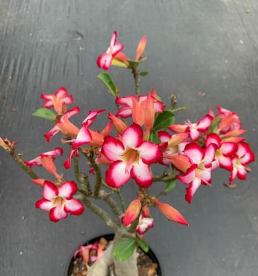 玫瑰花冬季剪枝后木桩适宜温度是多少？