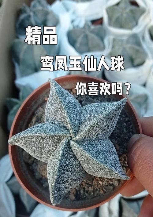 大凤玉仙人球的正确养护方法是什么？
