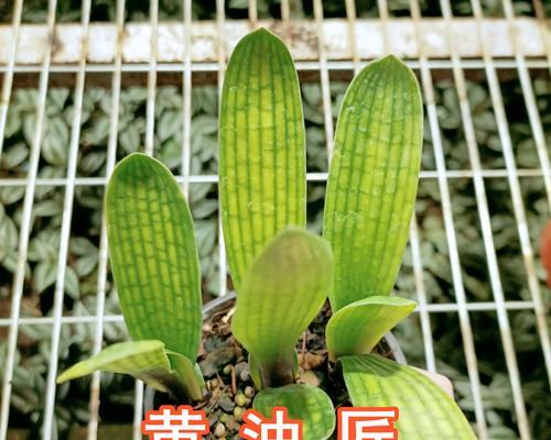 君子兰小苗4.6片叶如何培养？