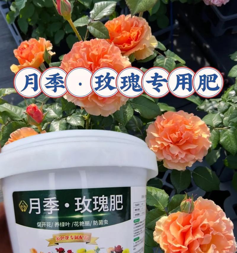玫瑰花坐桩后施肥的最佳方法是什么？