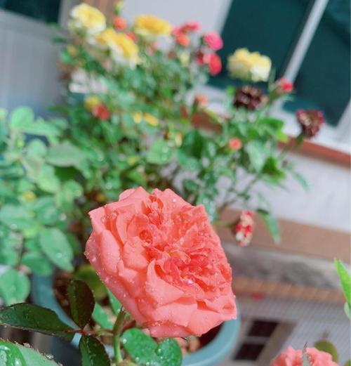 玫瑰花坐桩后施肥的最佳方法是什么？